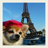 Собаки в Париже