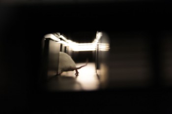 Куда бегут собаки (КБС). 1,4...19. 2014. Интеракивная инсталляция с живой мышью. Роботизированный Бокс-лабиринт, проекция, компьютер, камера, программное обеспечение, металл, стекло, механические части, электронные компоненты. Размеры: бокс-лабиринт 1400х1800х2600. © Фонд "ZAART" / Where dogs run (WDR). 1.4 ... 19. 2014.interactive installation with live mouse. Robotic Boxing maze, projection, computer, camera, software, metal, glass, mechanical parts and electronic components. Dimensions: box maze 1400х1800х2600. © "ZAART" Foundation