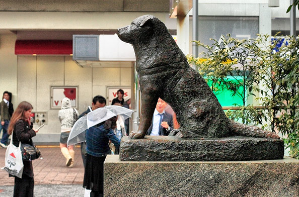 Hachiko-statue-in-Shibuya-station-rain