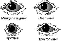 Типы глаз