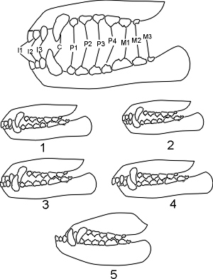 Зубная система собаки