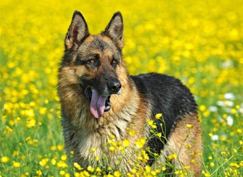Немецкая овчарка по кличке Гюнтер IV считается самой богатой собакой на планете