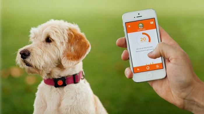 GPS-трекер для собак: обзор, устройство, модели и отзывы