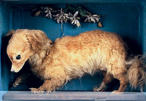 Чучело вертельной собаки Уиски, изготовленное предположительно в 1840-х годах, сохранилось в музее городка Абергавенни (Уэльс).