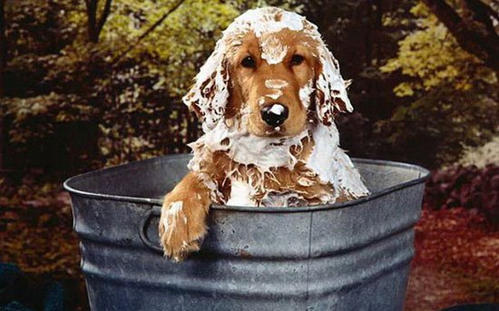 Как часто и правильно мыть собаку фото 1