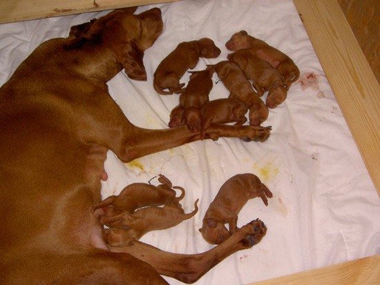 новорожденные щенки фото 1