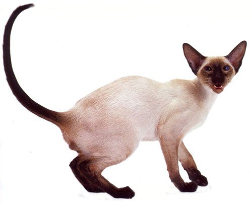 Сиамская кошка фото 2 