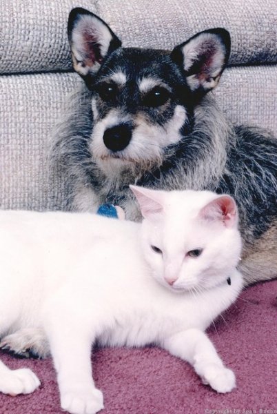Картинки по запросу Джинни — собака, спасшая более 300 кошек (Ginny)