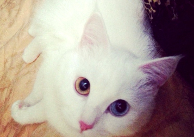 Кошка альбинос фото