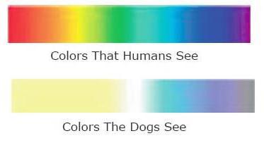 как видят собаки цвета