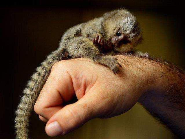 самая маленькая обезьянка в мире фото 