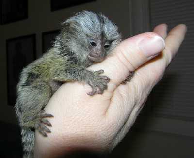 мармозетка самая маленькая в мире обезьянка 