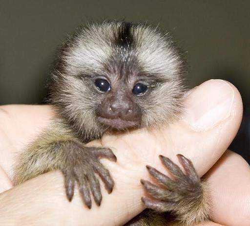 самая маленькая обезьянка в мире 