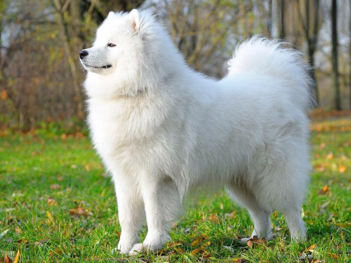 сонник белая собака 
