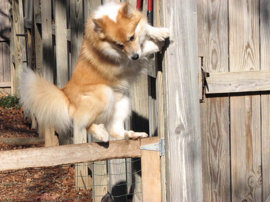 Собака перелазит через забор