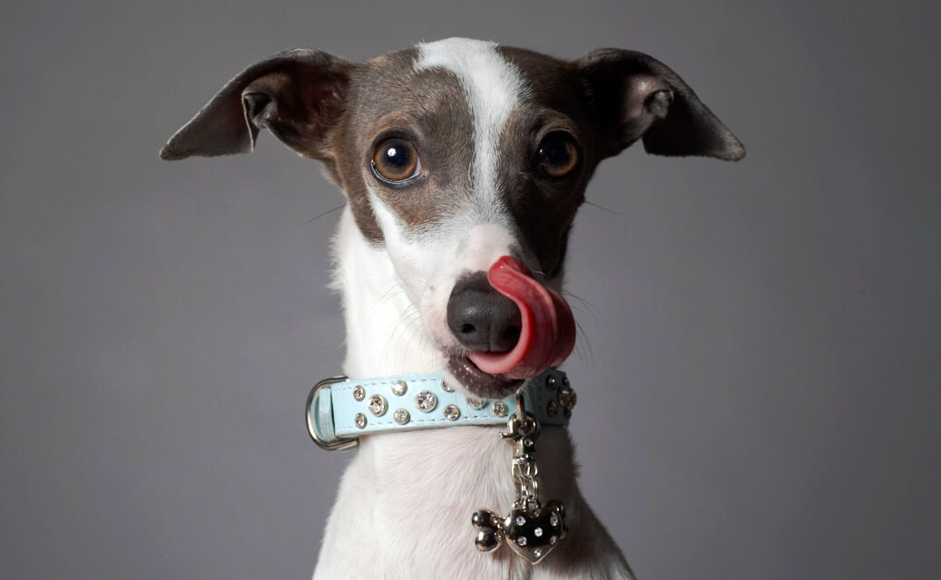 Какой бывает язык тела у собак?