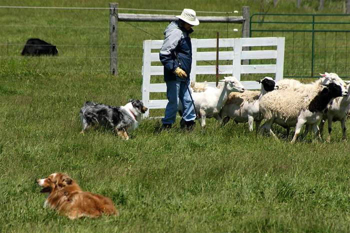Австралийские овчарки и пастух, фото фотография