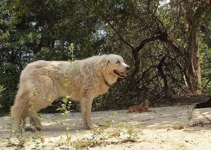 Пиренейская горная собака, фото породы собак фотография изображение