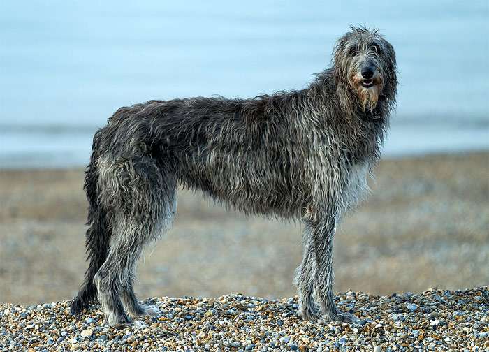 Дирхаунд, или шотландская борзая, фото породы собак изображение фотография