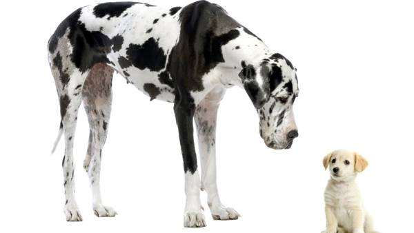 Немецкий дог, фото породы собак фотография картинка