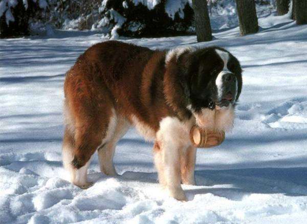 Сенбернар, фото крупные породы собак фотография картинка
