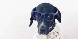 Собака с очками