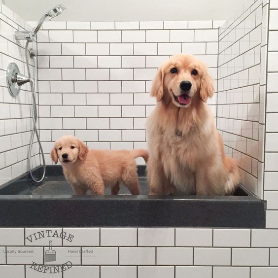 душ для собак