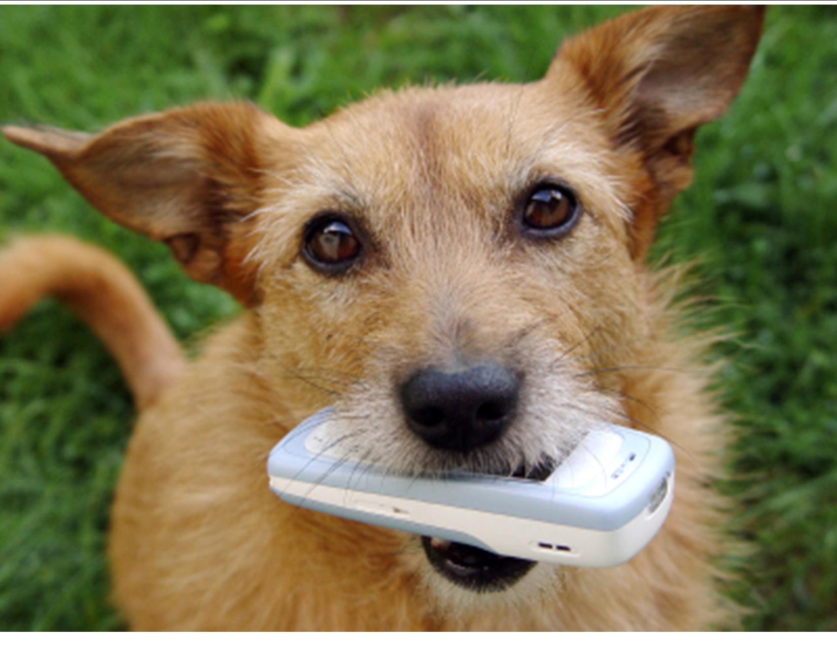 dog-with-phone