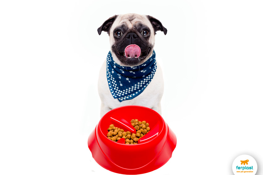 Anti-gulping bowl for dogs Magnus Slow