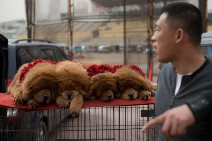 Тибетский мастиф - собака для миллионеров (9 фото)