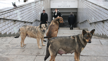 Бродячие собаки у входа в метро. Архивное фото
