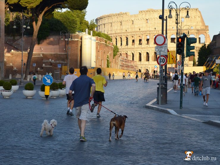Фото итальянских собак