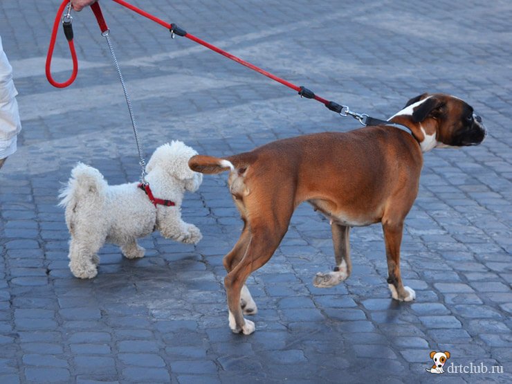 Собаки Рима