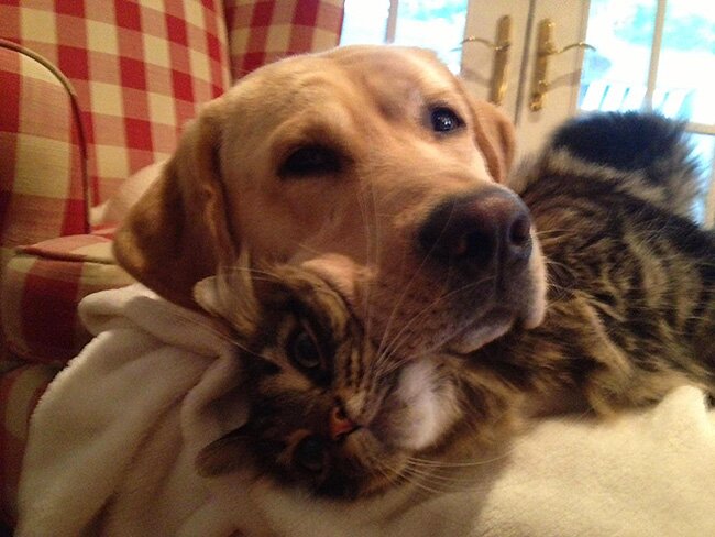 Коты и собаки, которые сидят друг на друге