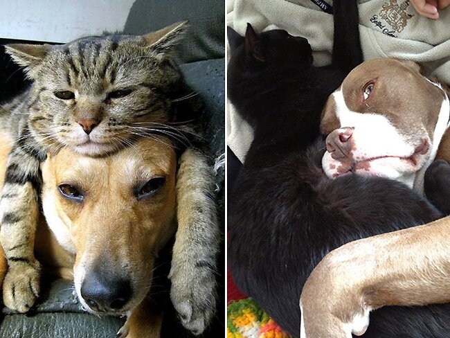 Коты и собаки, которые сидят друг на друге