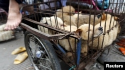 Собаки на продажу. Юлинь, КНР
