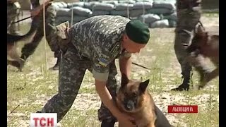 На Донбасі собак використовуватимуть для розмінування території
