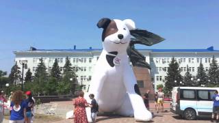 В Бердянске надули собаку