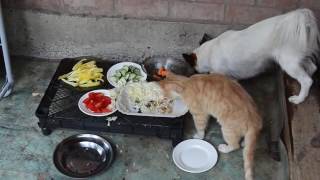 Кошки и собаки сыроеды (raw vegan cats and dogs)