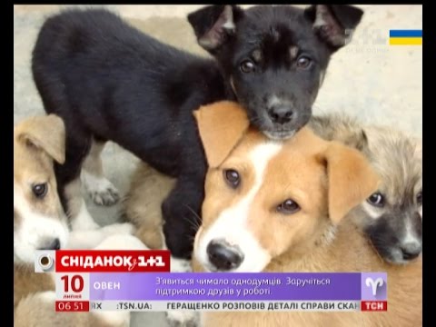 У Києві отруїли 6 собак