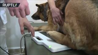 Оказание помощи собаке-сапёру переносным рентгеном Dig-360 и DR системой