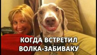 Лучшие мемы с собаками :)