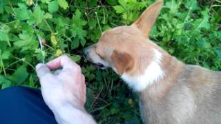 Собака-ягодыпожирака (1080p)