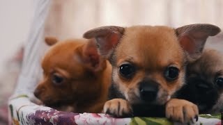 Чихуахуа ➠ Узнайте все о породе собаки