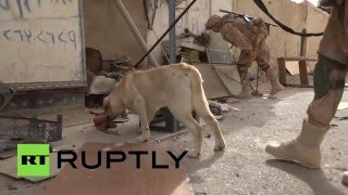 Служебные собаки помогают российским саперам разминировать Пальмиру