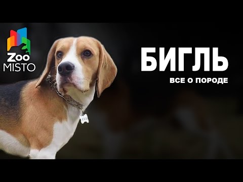 Бигль - Все о породе собаки | Собака породы Бигль