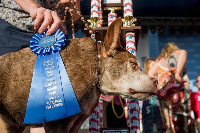 Самая уродливая собака, победитель конкурса 2015 года
