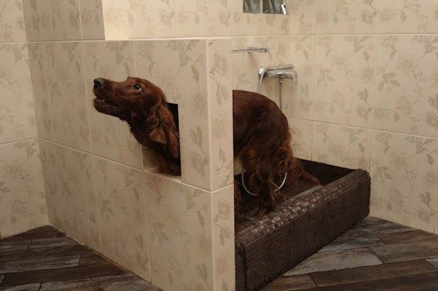 мыть лапы собаке