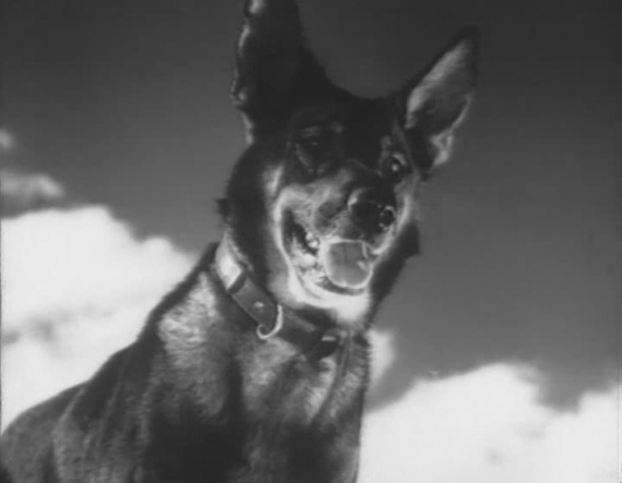 Чем знаменита собака, для которой Сталин отдал свою шинель?