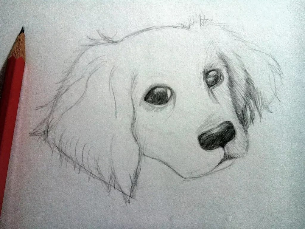 Как нарисовать собаку карандашом? Шаг 7. Портреты карандашом - Fenlin.ru